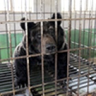 Chinese bear bile farm listing put on hold