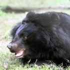 The ten coolest rescued bear names ever