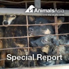 Anger in Vietnam as dog meat trade fuels crime