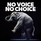No Voice No Choice: say no to animal performance