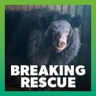 BREAKING: We’re going back to rescue trapped bear Cotton Blossom