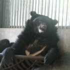 #FiveLives: Joy as rescued moon bears make first-ever friends after years of bile farm abuse