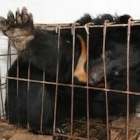 Five things you need to know about bear bile farming