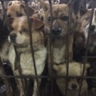 Chinese groups rescue 800 canines from dog meat trade