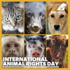 Should animals have the same basic rights as humans?