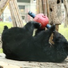 A decade on from rescue moon bear Abracadabra is having a ball