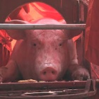 Coalition of global animal welfare groups urges international companies to help end bloody 