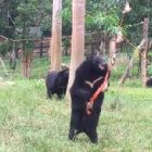 Watch: Rescued bear works out how to get food from sanctuary “vending machine”