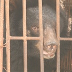Delight as first bear is secretly rescued from Vietnam’s last bile farm hotspot