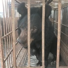 Rescued moon bear Amy is terribly weak but her beautiful personality shines through