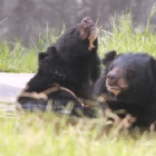PICS: Rescued moon bear Angus just wants the sun