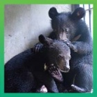 BREAKING NEWS: Two moon bear cubs rescued in time for Moon Bear Day!