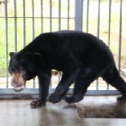 Brave rescued bear’s new world is too big – for now