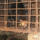 Sun bear set for rescue in Vietnam after being a caged pet for seven years