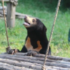 The first sun bear rescued by Animals Asia in Vietnam passes away