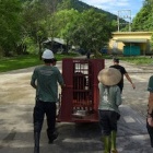 “Lucky 13” freed as six bear farms are closed in Vietnam