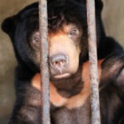 Rescued sun bear arrives at sanctuary after 15 years of cruelty