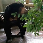 Rescued sun bear Aurora recovers from health check and makes herself at home