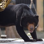 Rescued sun bear steps on grass for first time after 15 years of cruel captivity