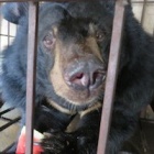 Two moon bears to be rescued from Vietnamese island