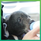 Orphan bear cub ‘Bamboo’ rescued to Animals Asia’s sanctuary