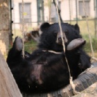 Bear who arrived infected and balding is now ready for his close up