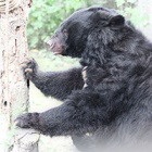 Rescued from a bear bile farm - now Barri trusts his carers enough for a manicure