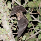 #BatAppreciationDay: Not a harbinger of doom but a canary in the coal mine