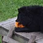 Endangered moon bears celebrate Halloween in style by smashing pumpkins