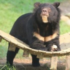 Captive bears set for better care in Vietnam