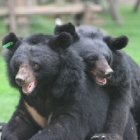 Join in our Bear Hugs for Bears and help us end bear bile farming