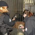 What these rescued bears will do for their carers will blow your mind