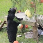 Moon bears demonstrate dismantling decorations