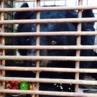 Ben Tre Rescue: third bear rescued with crane and honey