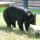 Rescued bear isn’t afraid anymore – he’s having the time of his life