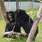 Fun with your moon bear friend – it’s as easy as falling off a swing