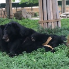 #MoonBearMonday: Two blind bears find all the love they’ll ever need