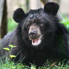 #MoonBearMonday: 15 years after rescue, Bodo still relishes every day – and every leaf