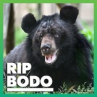 Bodo, our precious gentle giant, passes away peacefully and surrounded by love