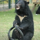 BREAKING NEWS: Bear bile replacement breakthrough in China