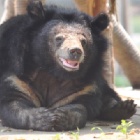 Rescued from bile farms – every day is special for these ageing bears