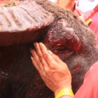 Annual Do Son Buffalo Fighting Festival set to take place today