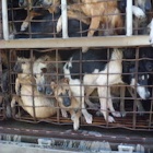 Vietnam gets tough on illegal cross-border dog trading