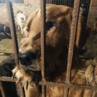 Another 171 dogs rescued as Chinese police smash illegal dog meat slaughterhouse