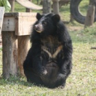 #Moonbearmonday: Cat Ba’s moment in the sun