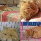 Cats rescued from the pot benefit from Animals Asia fund