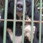 We expose shocking conditions at horror bear bile farm