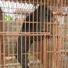 Six-month delay could condemn protected Halong bears