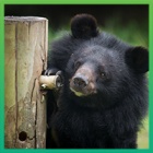 Caz, one of our most iconic bears, passes away at the age of 18