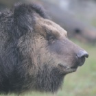 Freed from her metal “torture vest” – this brown bear has learned to stand tall